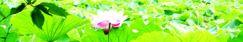 庭園