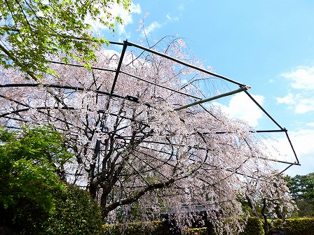 退蔵院