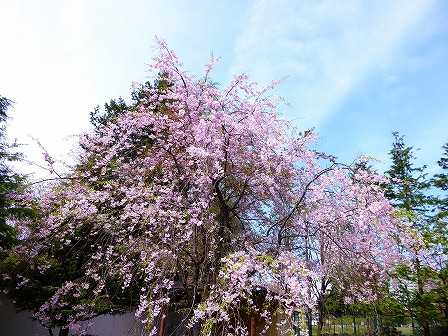 菅刈公園で見つけた季節の写真を展示しています